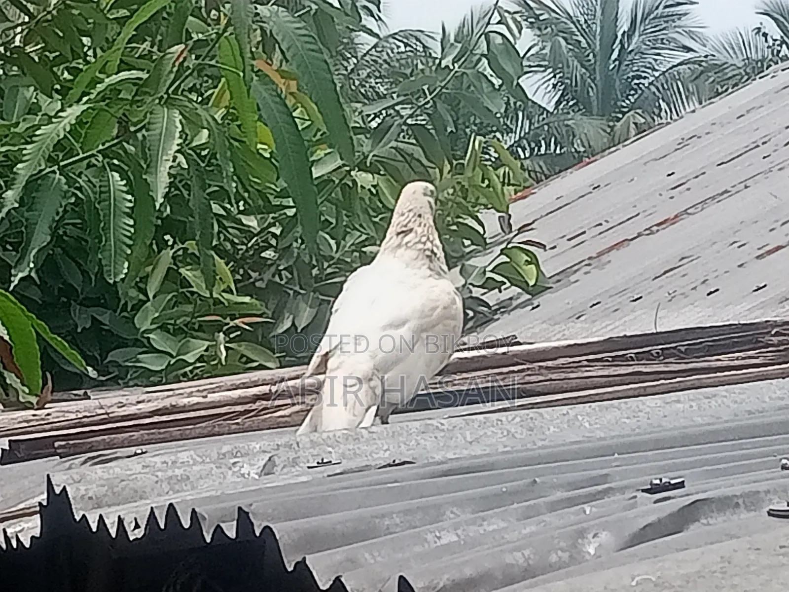 মাদি কবুতর