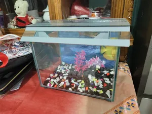 ১ ফিট বাই ৭ ইঞ্চ উচ্চতা ১ ফিট সাইজের একুরিয়াম । }