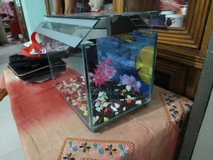 ১ ফিট বাই ৭ ইঞ্চ উচ্চতা ১ ফিট সাইজের একুরিয়াম । }