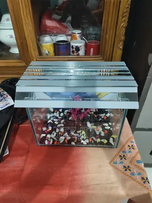 ১ ফিট বাই ৭ ইঞ্চ উচ্চতা ১ ফিট সাইজের একুরিয়াম । }