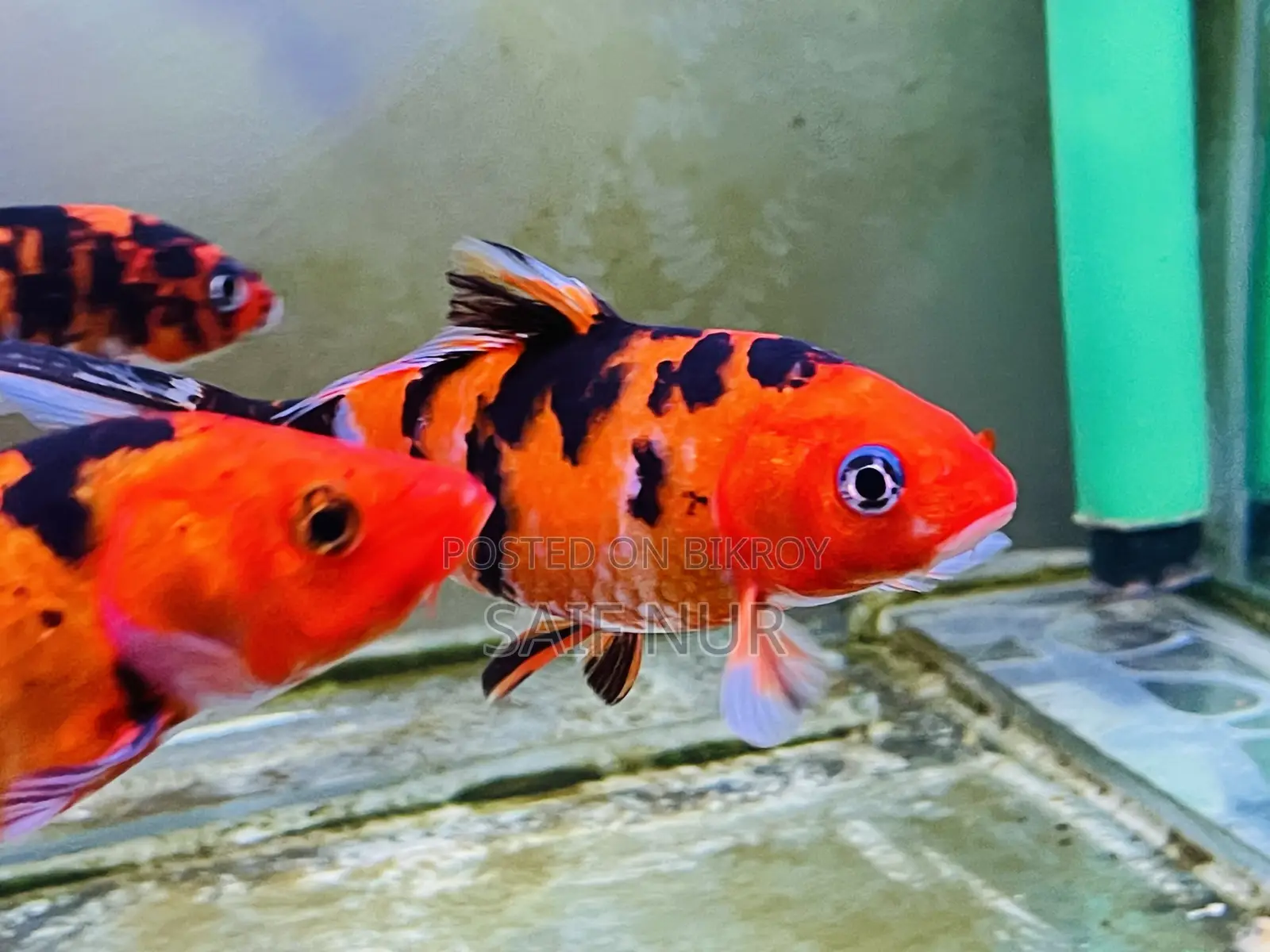 Aquarium Fish