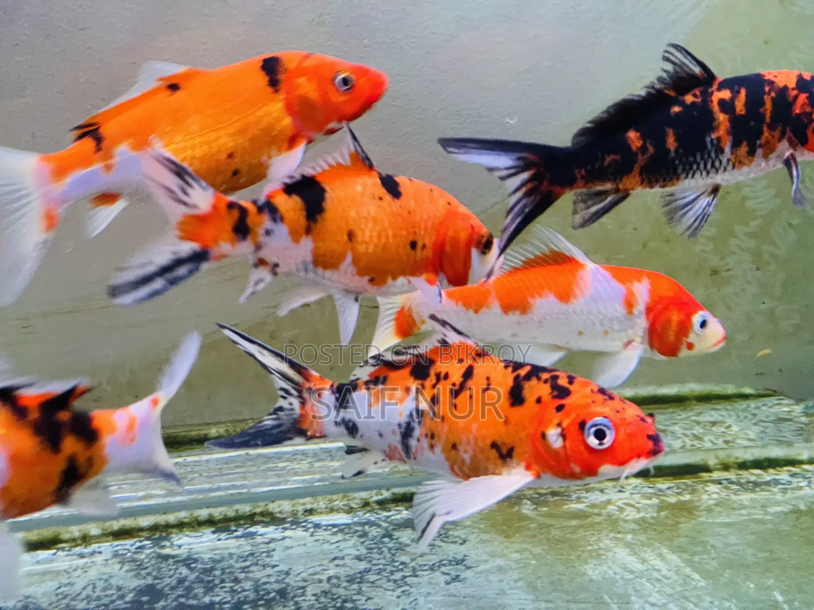 Aquarium Fish