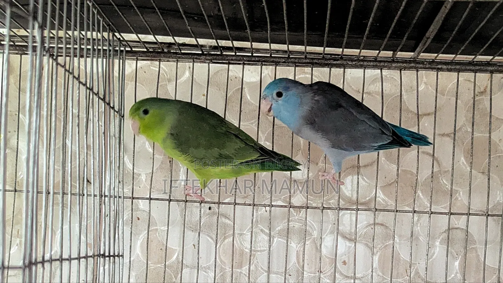 Active Forpus Pair