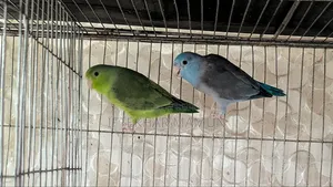 Active Forpus Pair