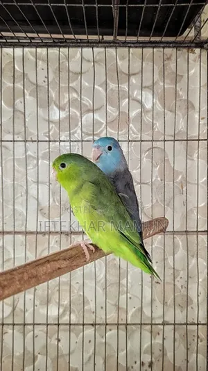 Active Forpus Pair