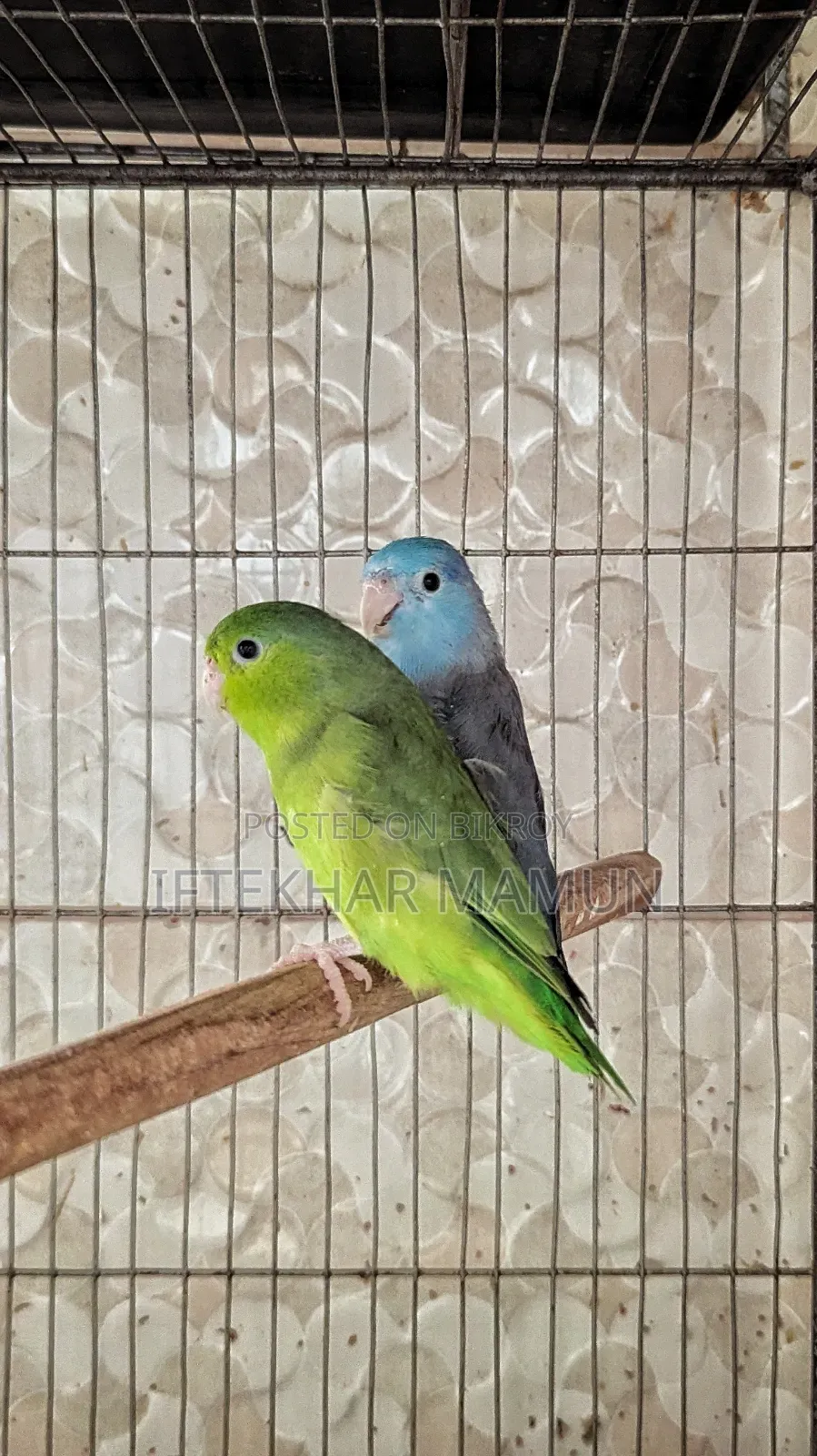 Active Forpus Pair