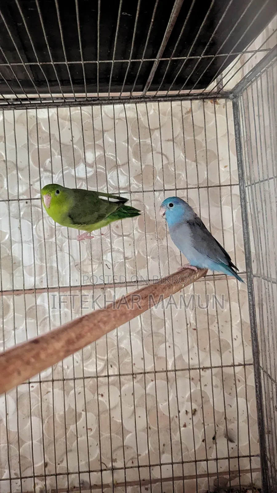 Active Forpus Pair