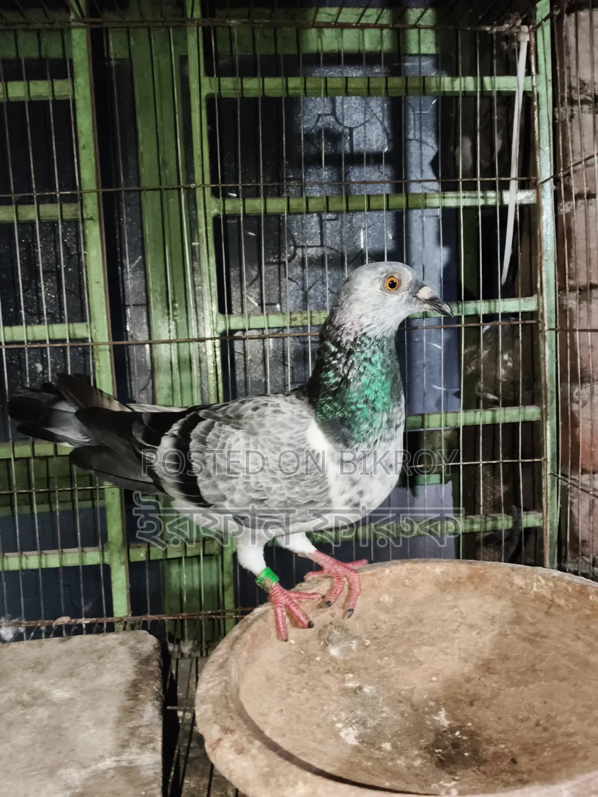 Grizel Madi Kobutor Sell Kora Hobe