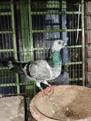 Grizel Madi Kobutor Sell Kora Hobe