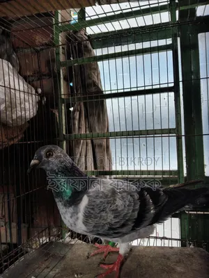 Grizel Madi Kobutor Sell Kora Hobe