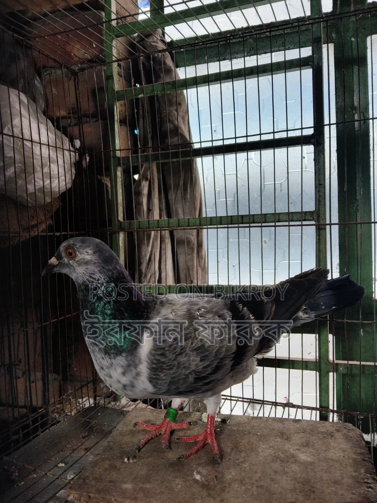 Grizel Madi Kobutor Sell Kora Hobe