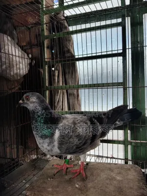 Grizel Madi Kobutor Sell Kora Hobe