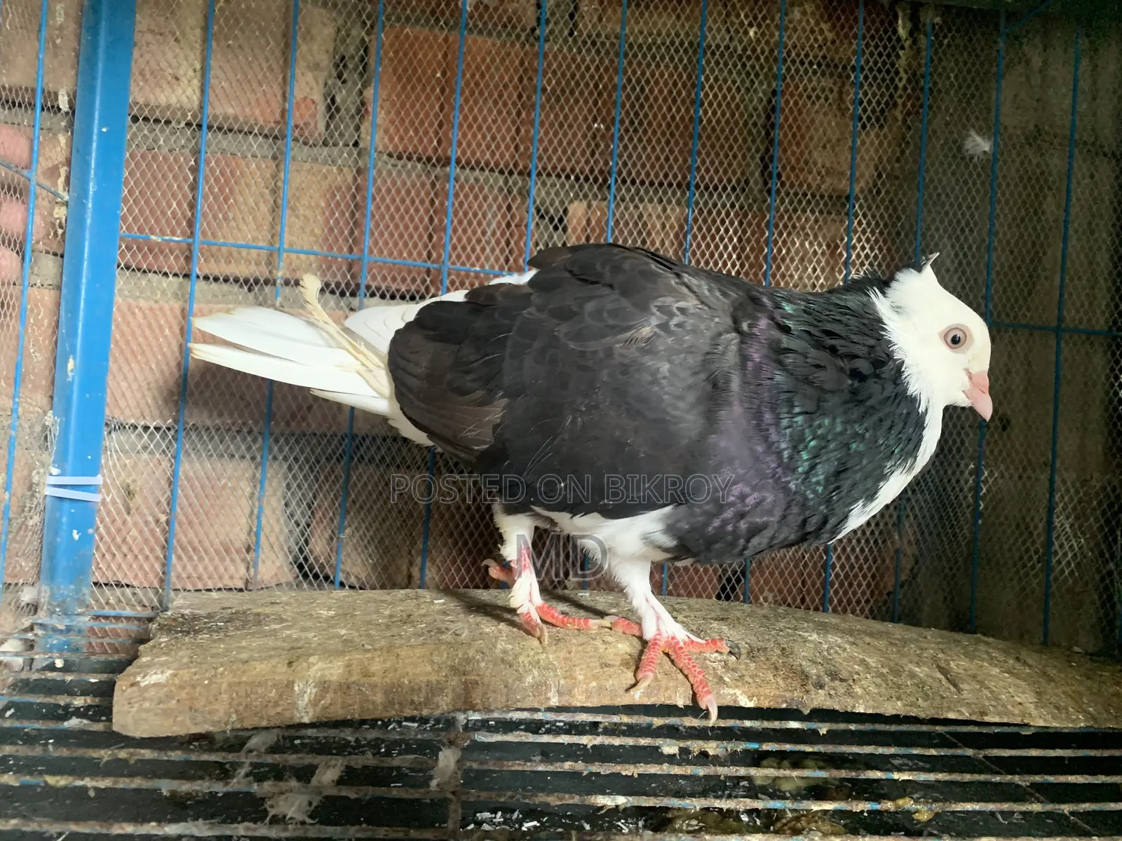 পুরনো লাইনের গররা নর