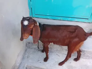 Color Ram Goat Kid