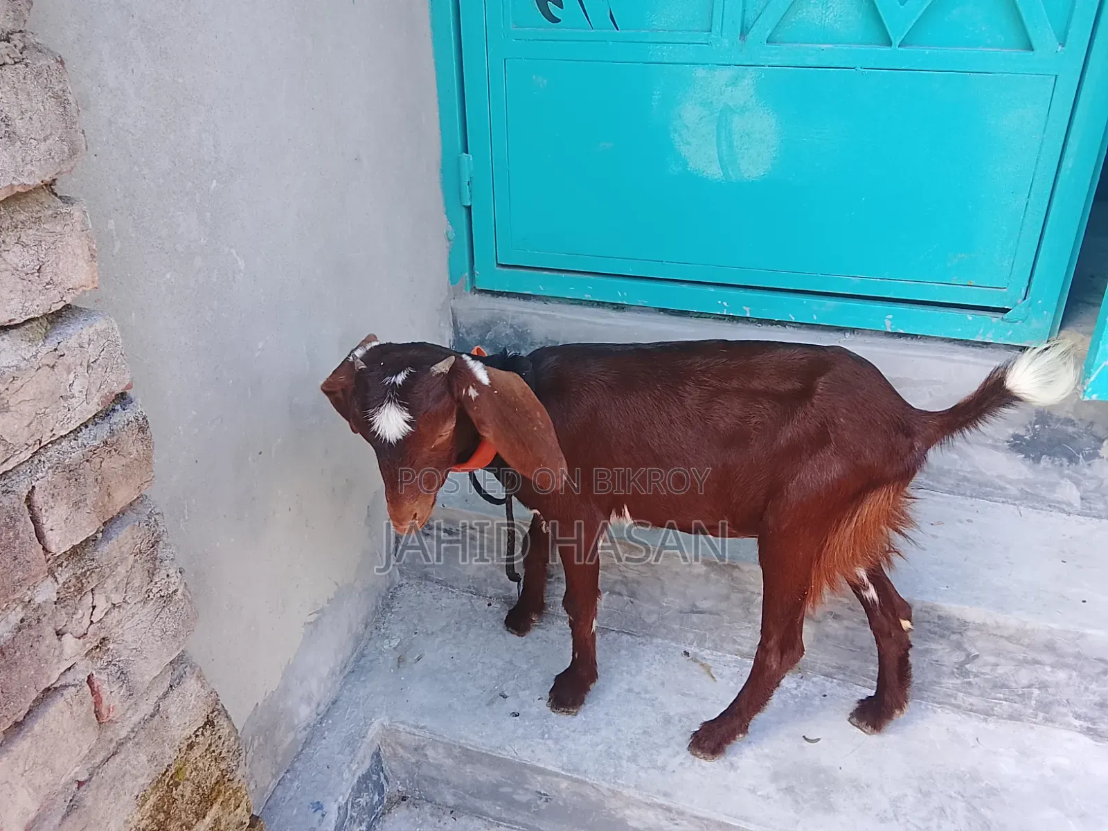 Color Ram Goat Kid