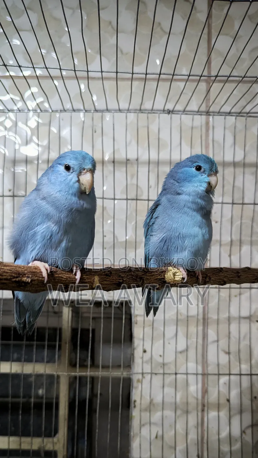 Forpus Split Fallow Female