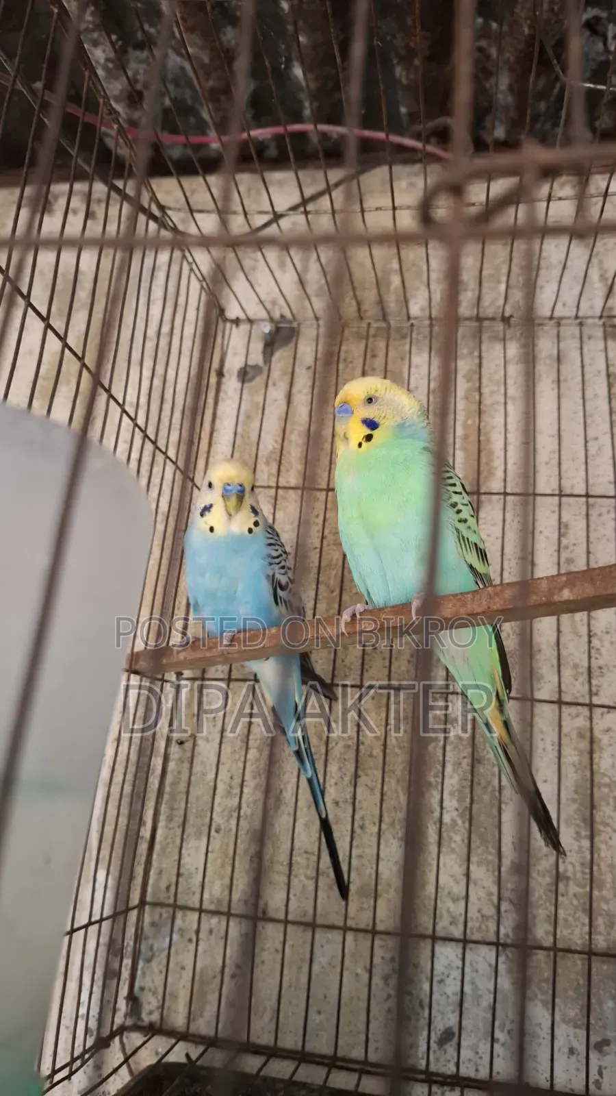 দুইটা রানিং মিল বাজিগার বিক্রি হবে