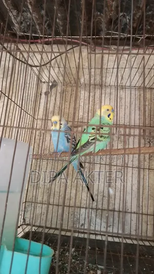 দুইটা রানিং মিল বাজিগার বিক্রি হবে