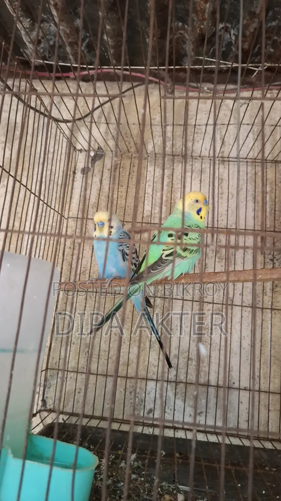 দুইটা রানিং মিল বাজিগার বিক্রি হবে