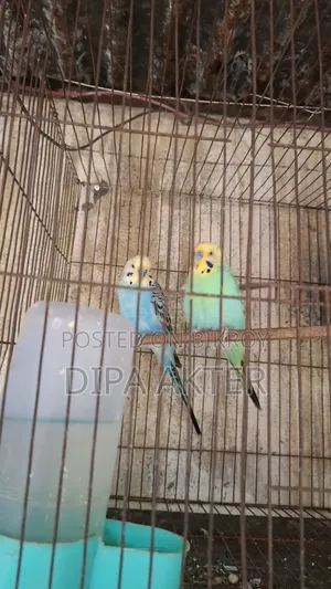 দুইটা রানিং মিল বাজিগার বিক্রি হবে
