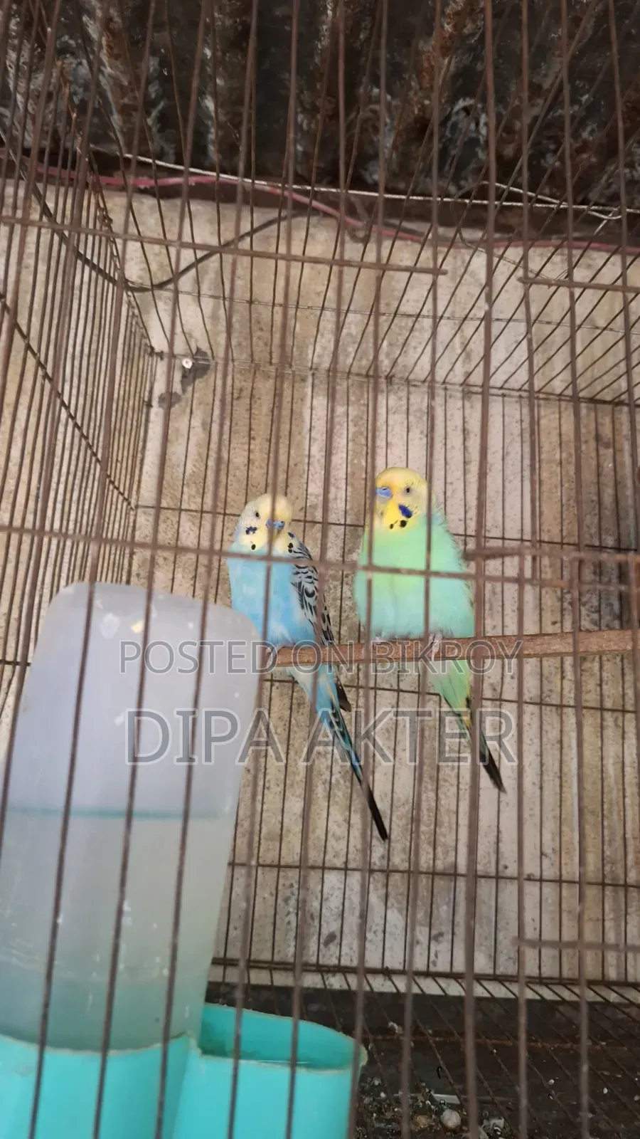 দুইটা রানিং মিল বাজিগার বিক্রি হবে