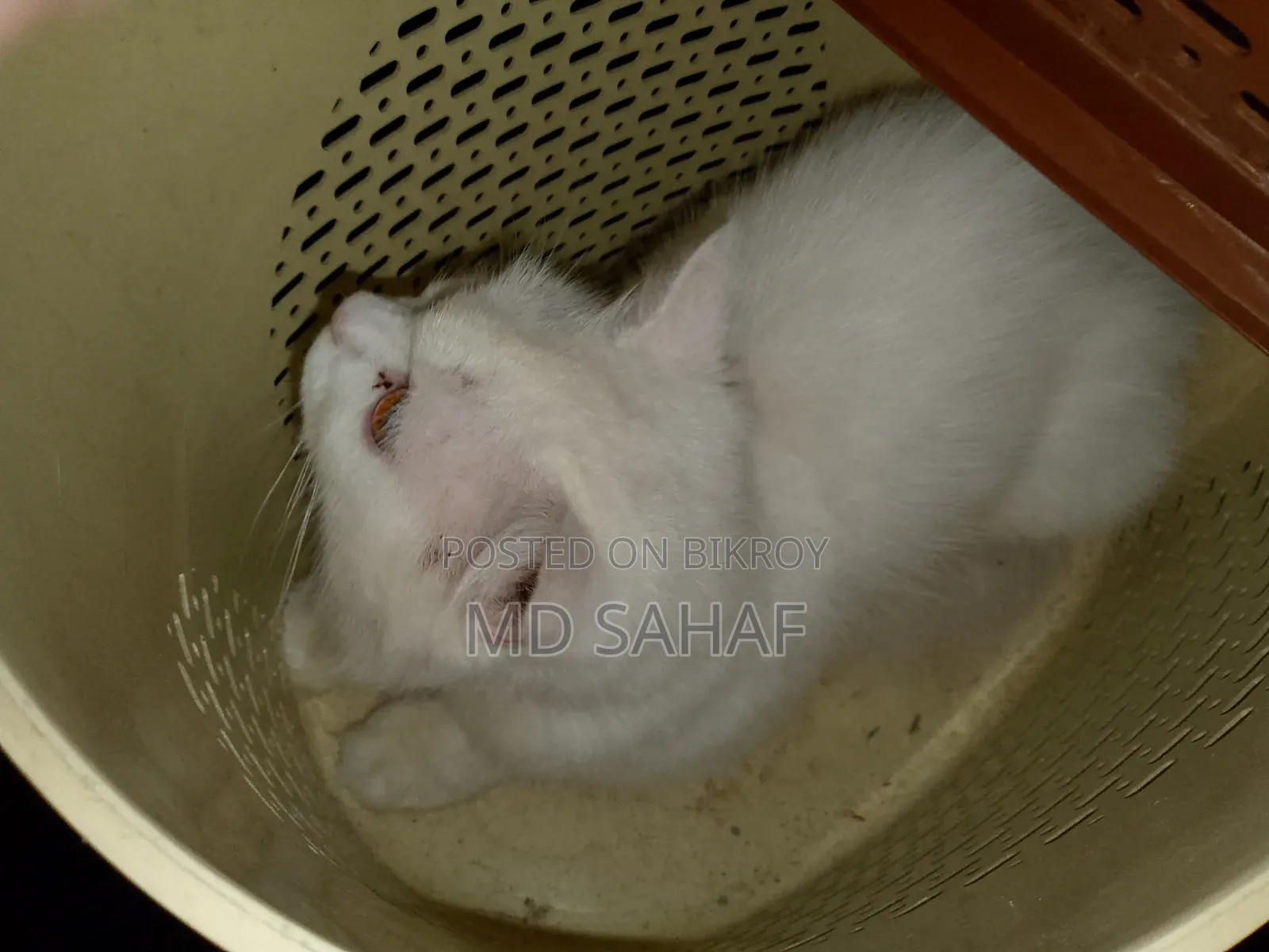 6-12 Months Male Mixed Breed Persian