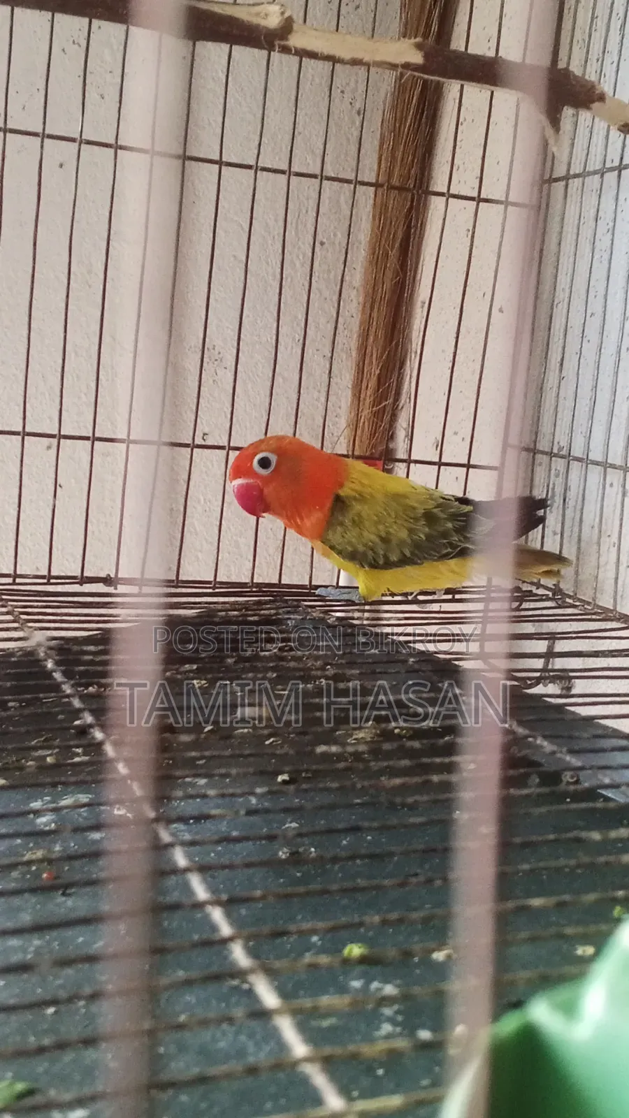 Semi Adult Green Euwing Opaline
