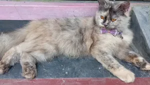 3-6 Months Female Purebred Persian