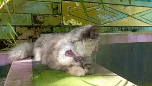 3-6 Months Female Purebred Persian