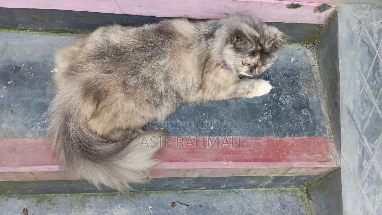 3-6 Months Female Purebred Persian