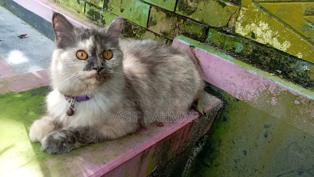 3-6 Months Female Purebred Persian