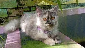 3-6 Months Female Purebred Persian