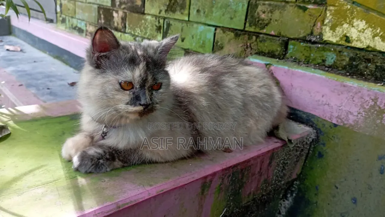 3-6 Months Female Purebred Persian
