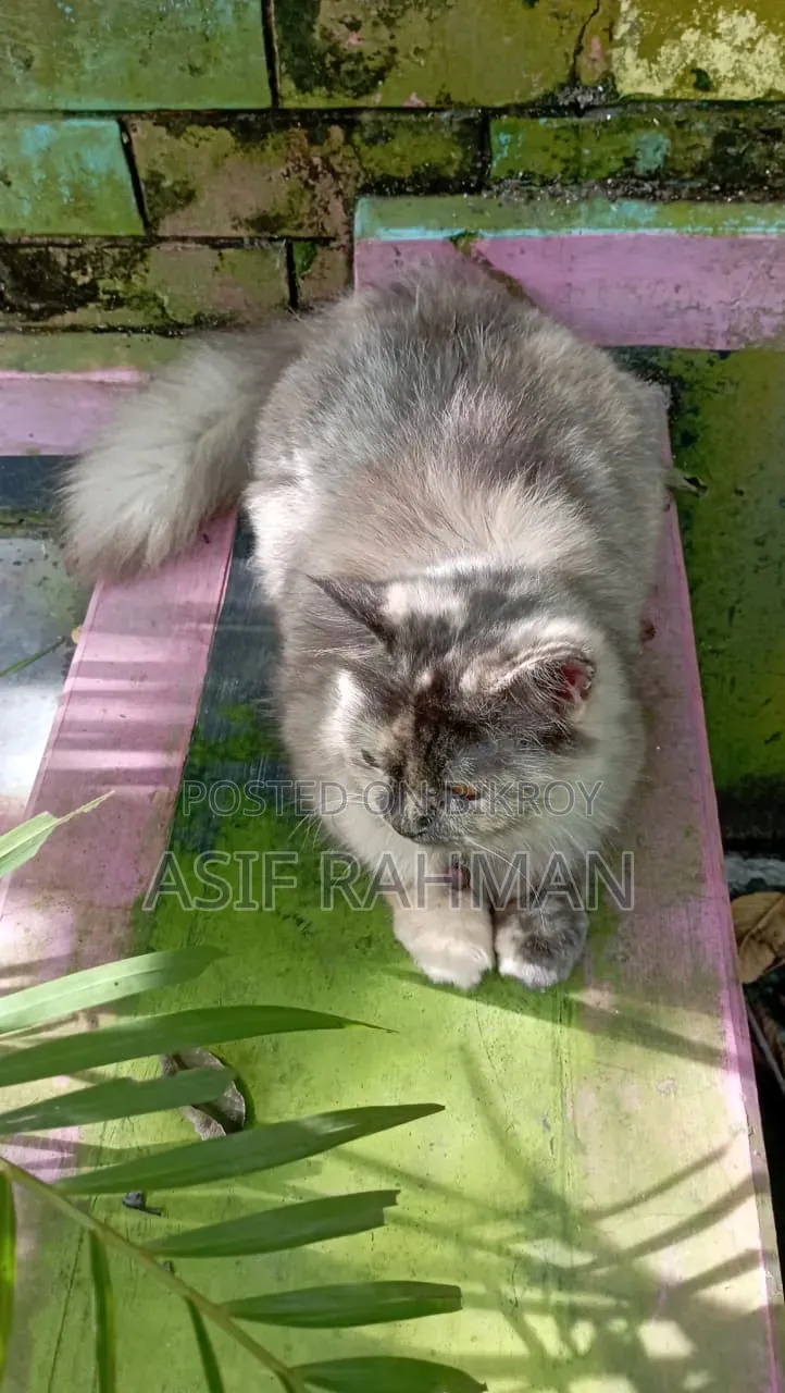3-6 Months Female Purebred Persian