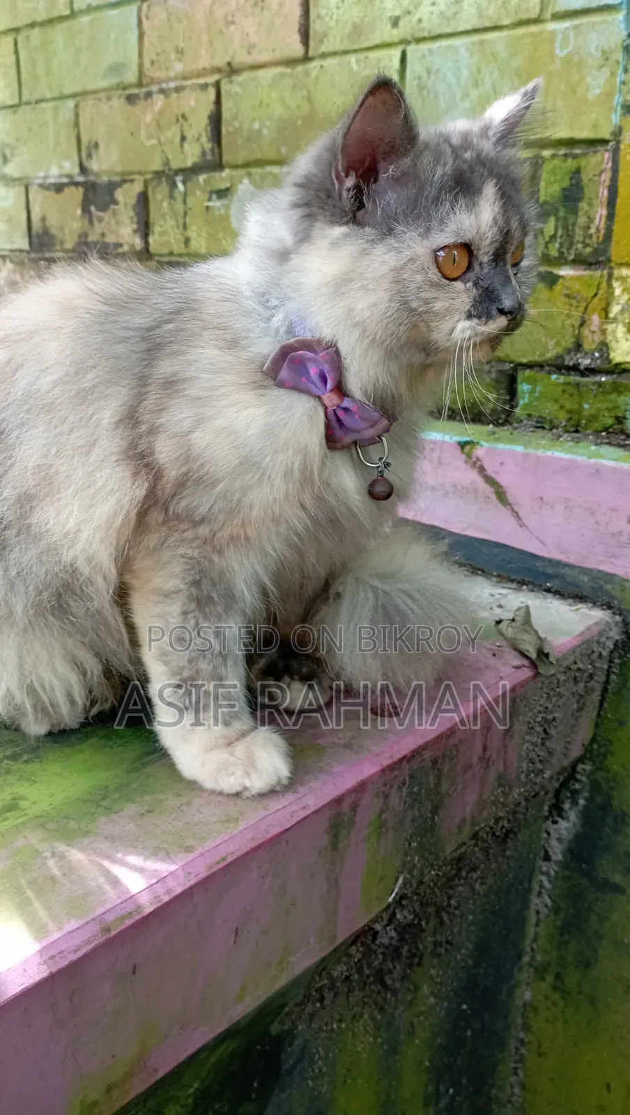 3-6 Months Female Purebred Persian