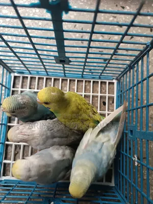 ৫ পিস ব্রাজিগার পাখির বাচ্চা