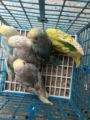 ৫ পিস ব্রাজিগার পাখির বাচ্চা