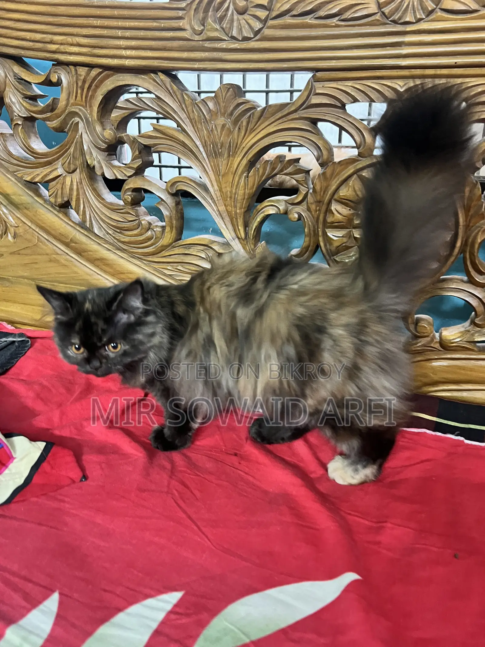 3-6 Months Female Purebred Persian