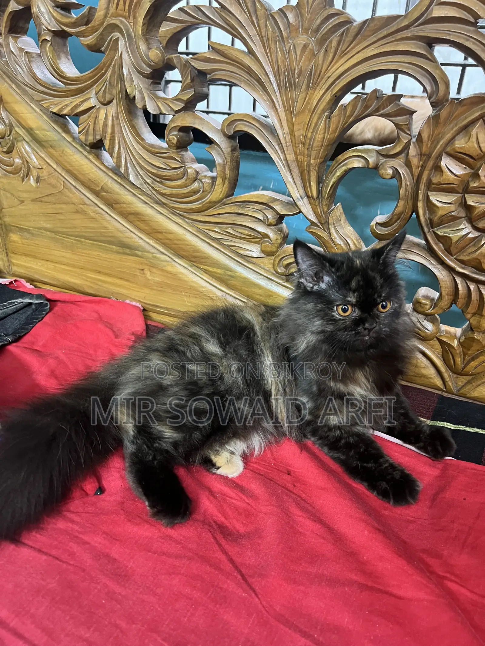 3-6 Months Female Purebred Persian