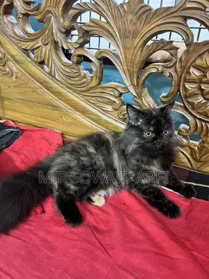 3-6 Months Female Purebred Persian