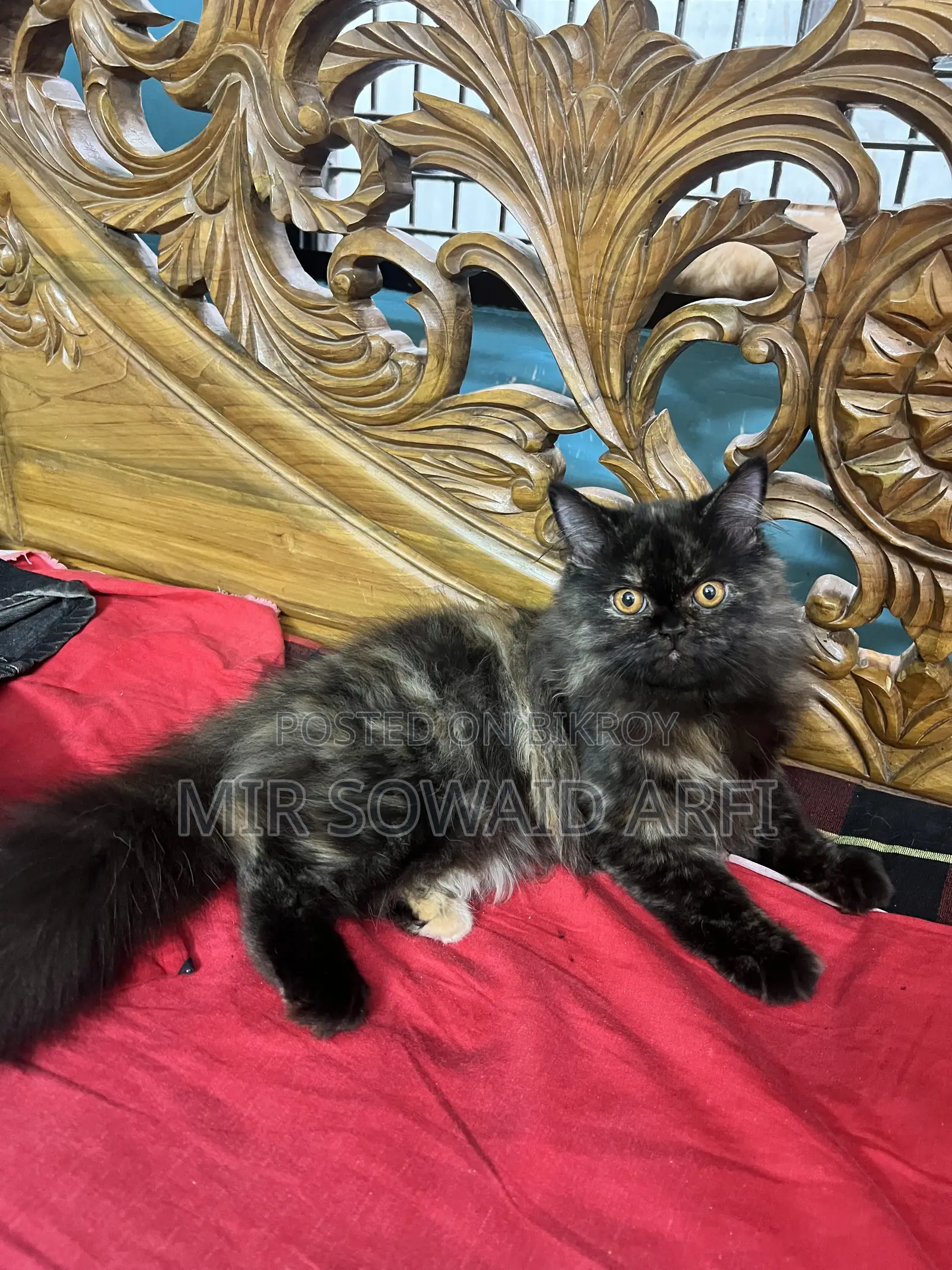 3-6 Months Female Purebred Persian