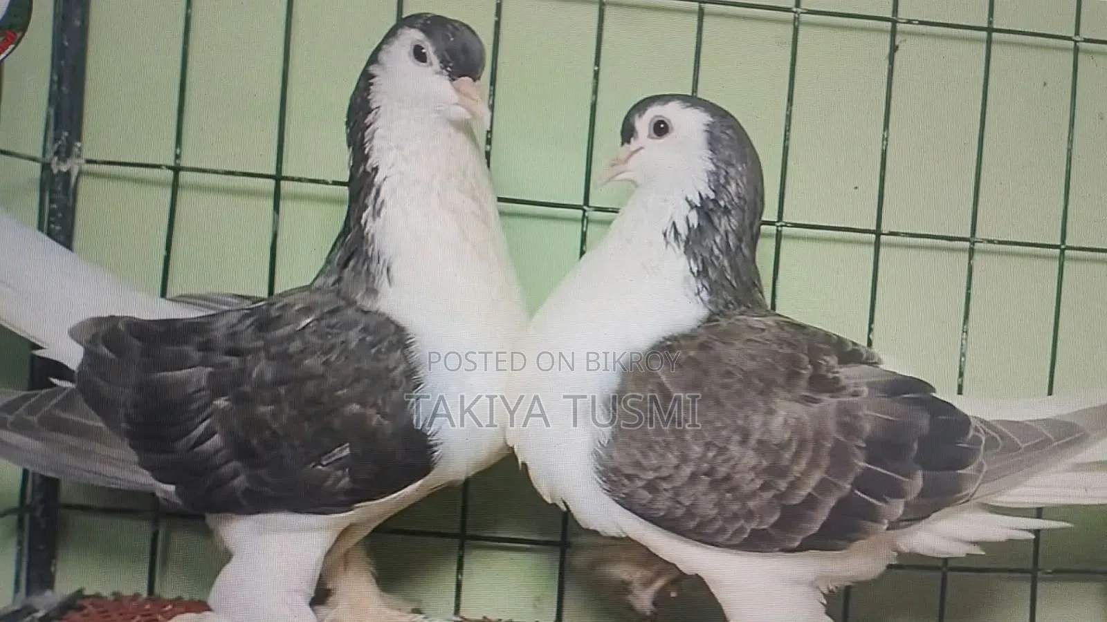 লাহোরি কবুতর