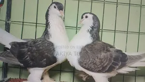 লাহোরি কবুতর