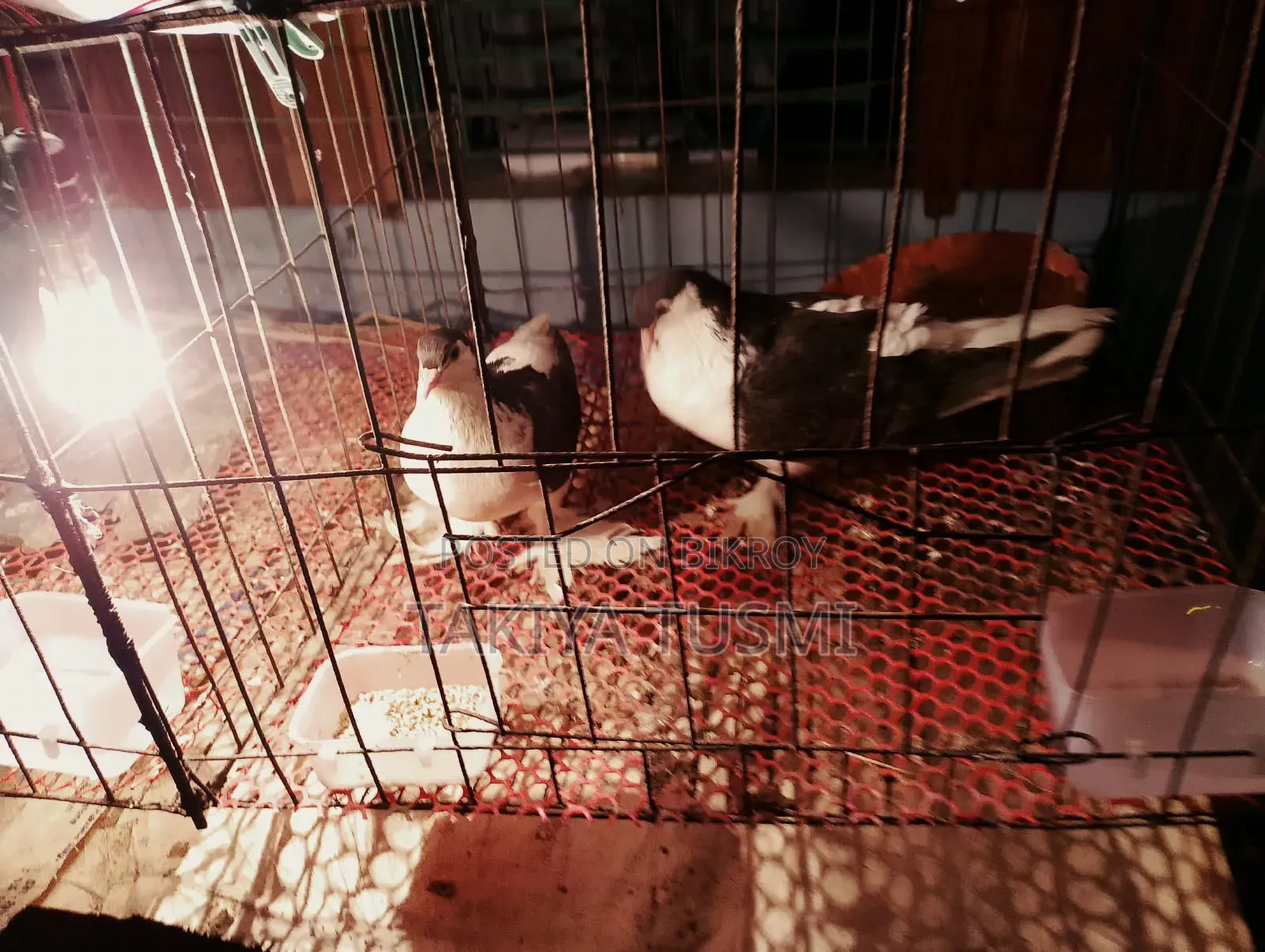 লাহোরি কবুতর