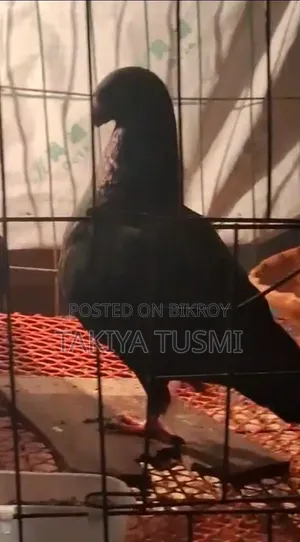 কালো বিউটি/Black Beauty