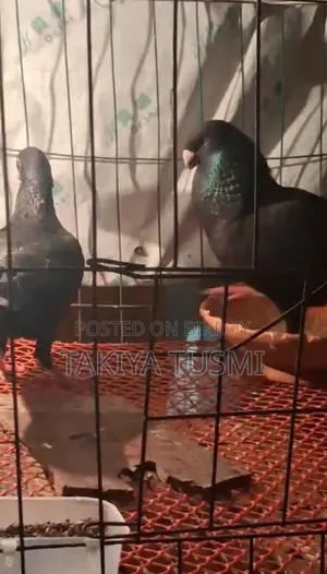 কালো বিউটি/Black Beauty
