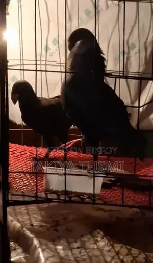 কালো বিউটি/Black Beauty