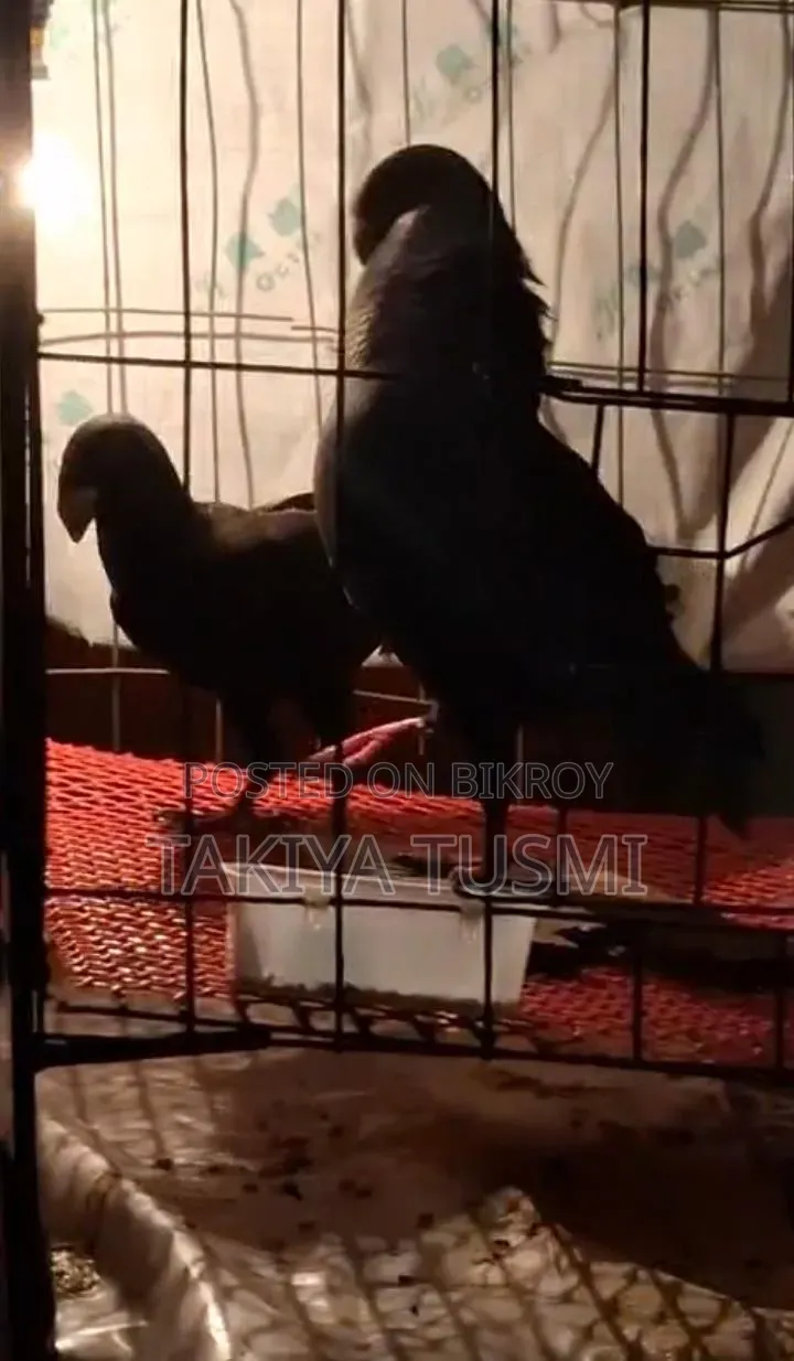 কালো বিউটি/Black Beauty