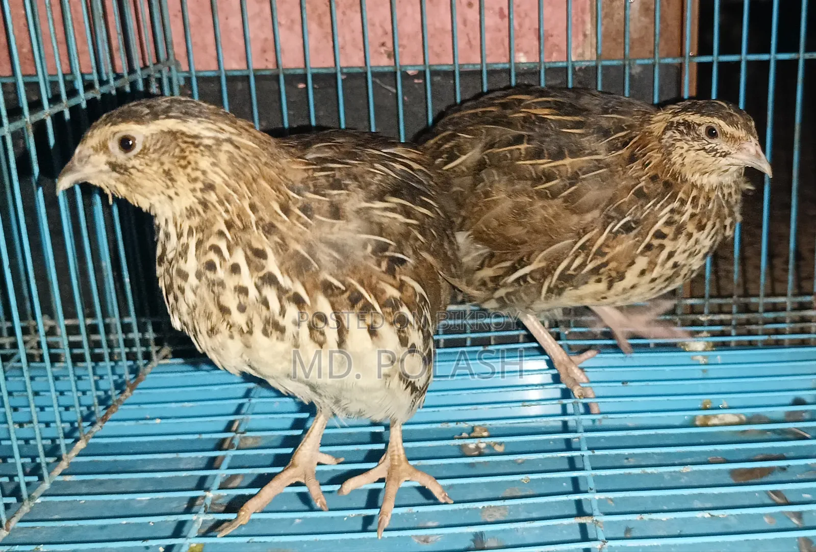 কোয়েল ২ টি রানিং ফিমেল