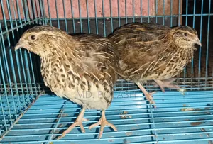 কোয়েল ২ টি রানিং ফিমেল